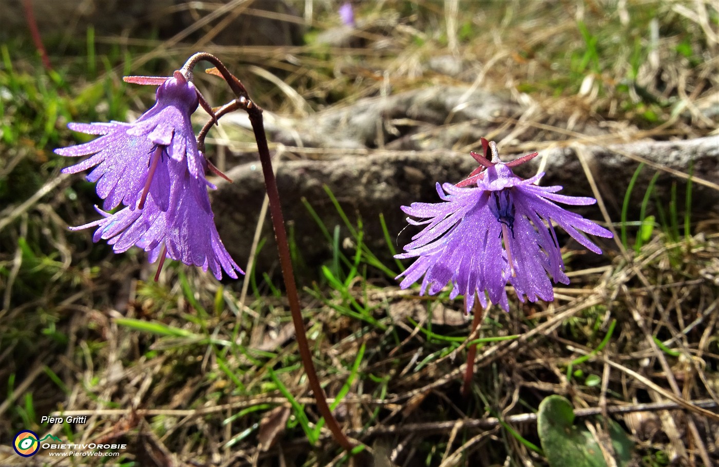 42 Sciolta la neve, cresce la soldanella alpina.JPG